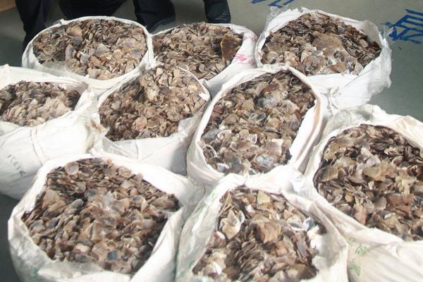 穿山甲鱗片的作用