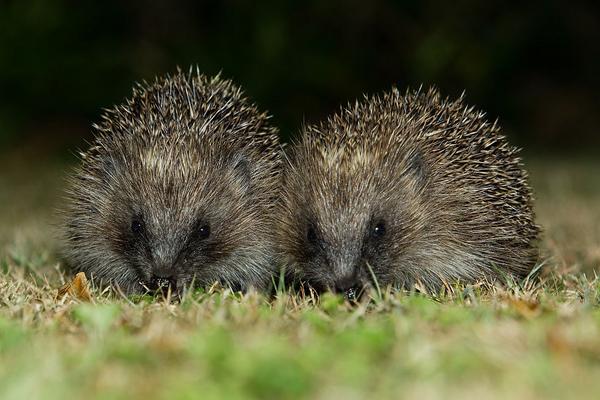 刺猬價格多少錢一只?