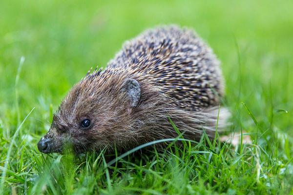 刺猬價格多少錢一只?