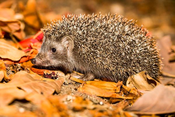 刺猬價格多少錢一只?