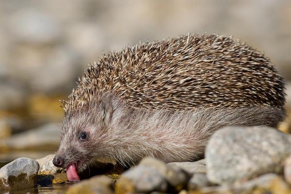 刺猬價格多少錢一只?