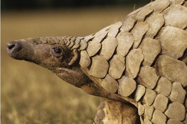 穿山甲鱗片的作用