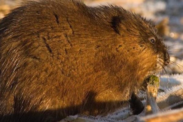 麝香鼠養殖技術視頻