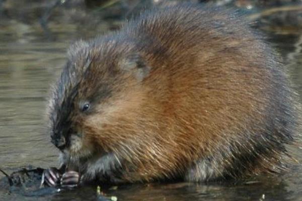 麝香鼠養殖技術視頻