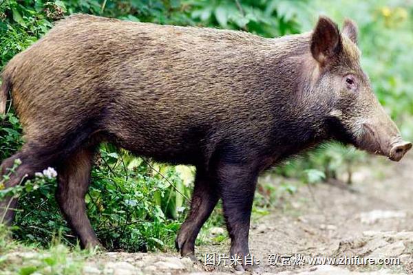 養(yǎng)野豬需要辦什么證？