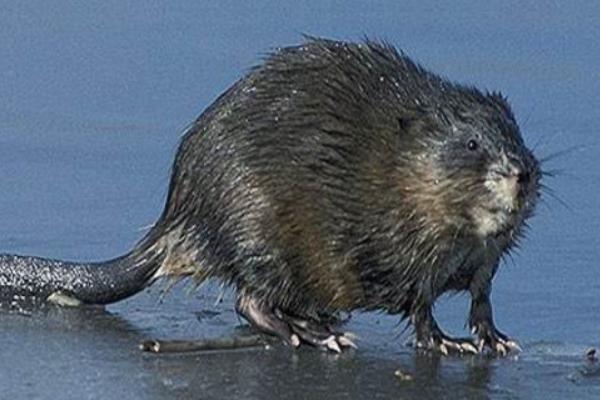 麝香鼠養殖技術視頻