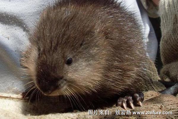 麝香鼠養殖技術