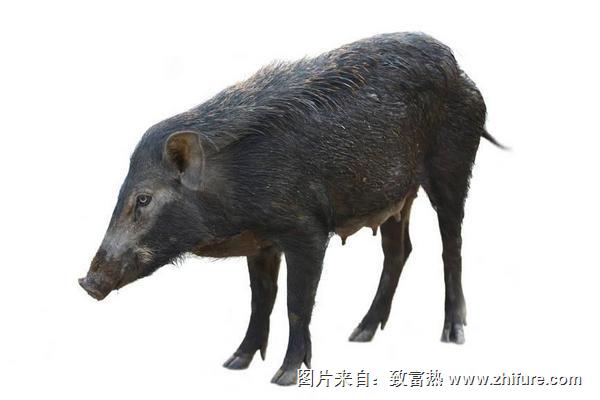 野豬好養(yǎng)嗎？