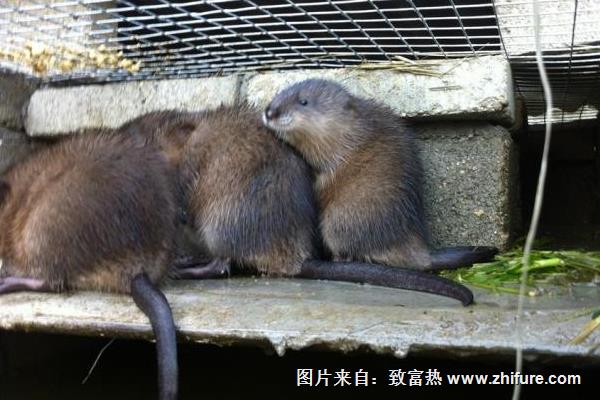 麝香鼠養殖技術視頻