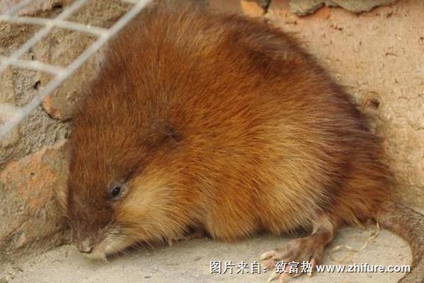 麝香鼠養殖技術視頻