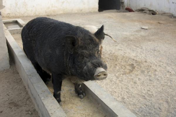 野豬好養(yǎng)嗎？