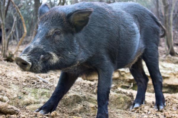 野豬好養(yǎng)嗎？