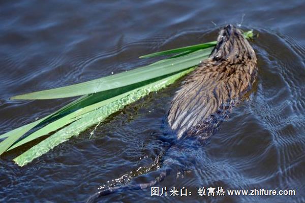 麝香鼠養殖技術與效益