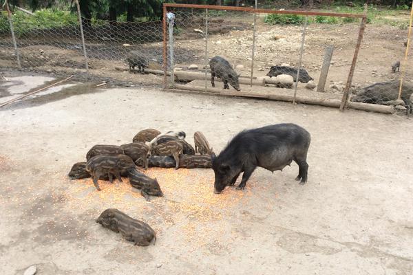 野豬好養(yǎng)嗎？