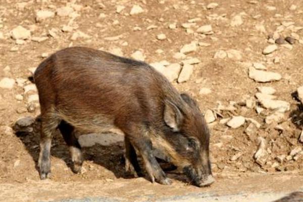 野豬好養(yǎng)嗎？