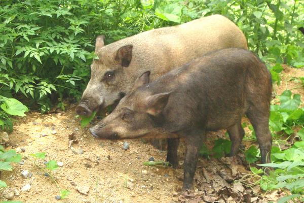 野豬好養(yǎng)嗎？