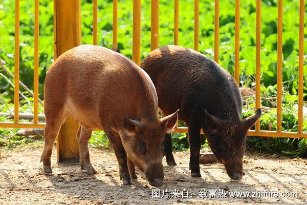 野豬苗價格多少錢一只？