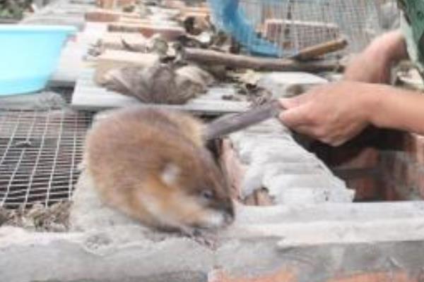 麝香鼠怎么吃?