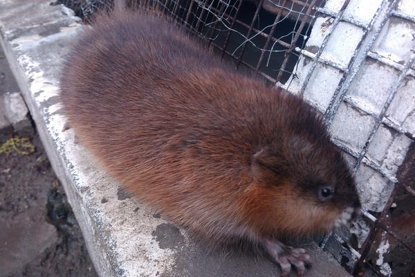 麝香鼠價格多少錢一只?