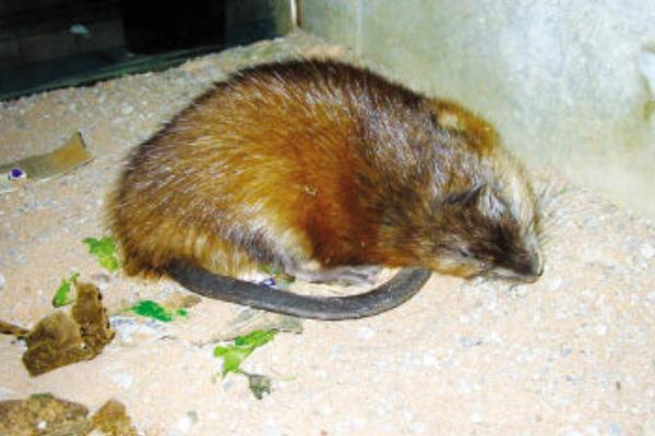 麝香鼠價格多少錢一只?