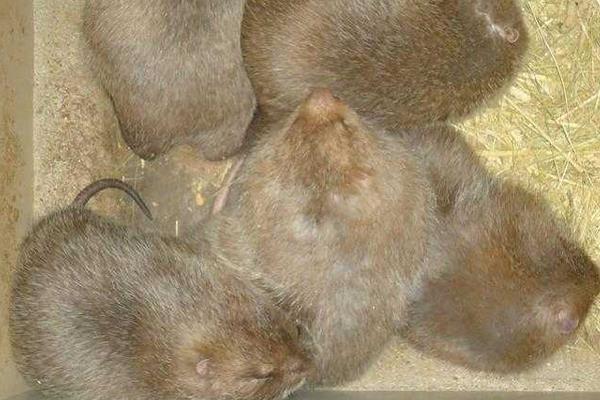 麝香鼠價格多少錢一只？