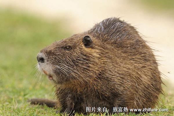 海貍鼠價格多少錢一斤?