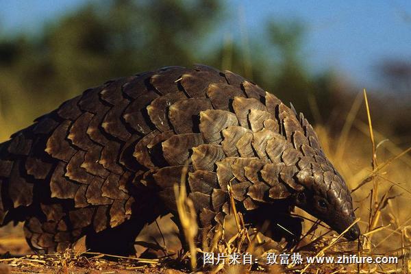 穿山甲圖片大全