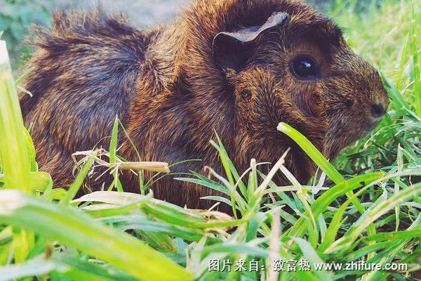 中華黑豚價格多少錢一只？