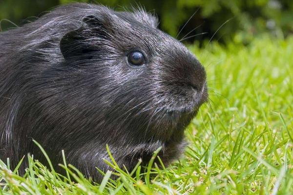 中華黑豚價格多少錢一只？