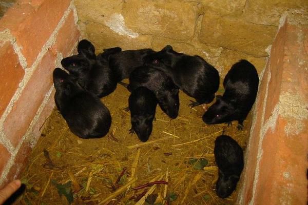 中華黑豚價格多少錢一只？