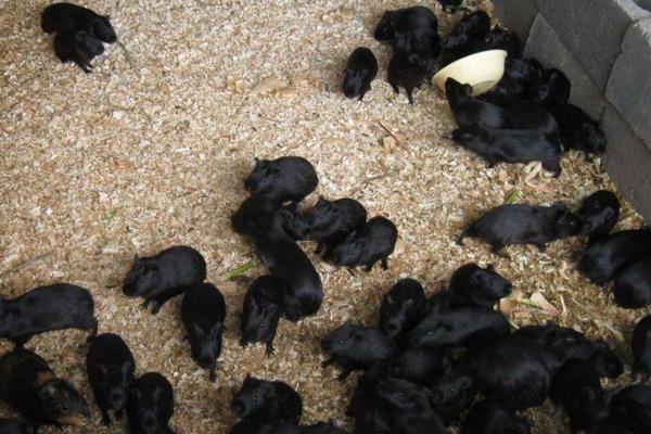 中華黑豚價格多少錢一只？