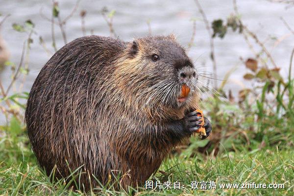 海貍鼠吃什么食物飼料?