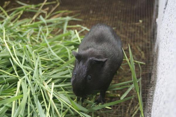 中華黑豚價格多少錢一只？