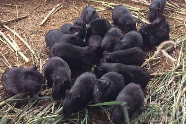 中華黑豚價格多少錢一只？