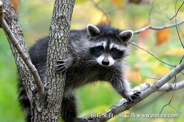 果子貍是幾級(jí)保護(hù)動(dòng)物？