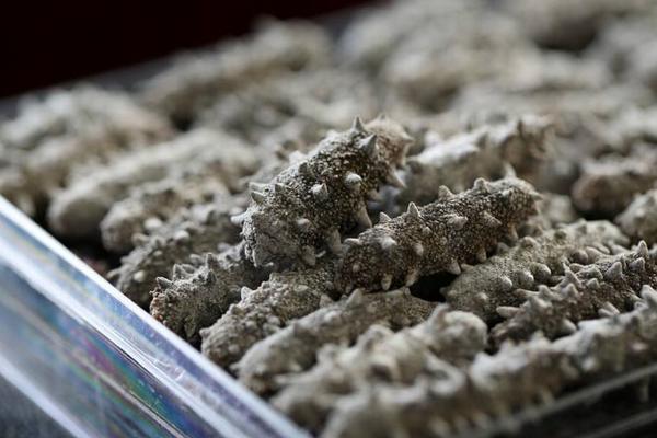 干海參怎么保存?