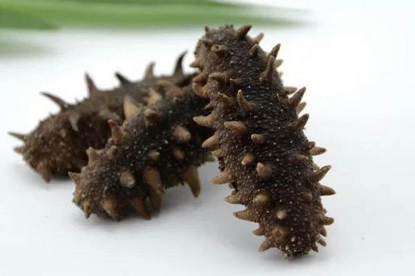 干海參怎么保存?