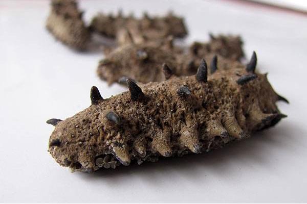 干海參怎么保存?