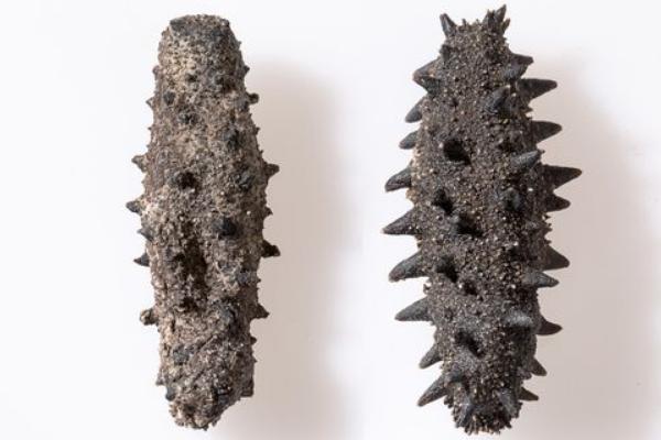 干海參怎么保存?