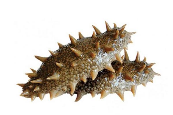 海參的功效與作用