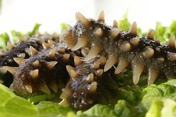 海參的功效與作用