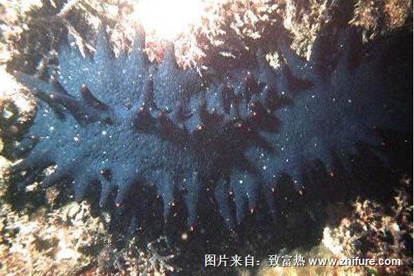 海參的功效與作用