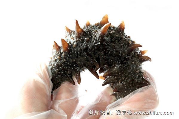 海參的營養價值