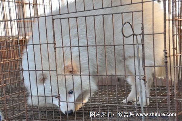 貉子飼料有哪些?