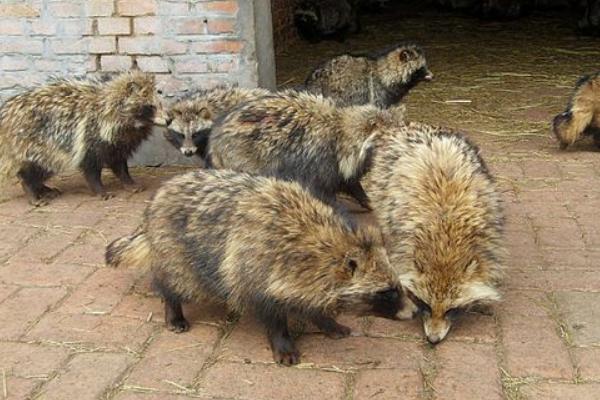 貉子飼料有哪些？