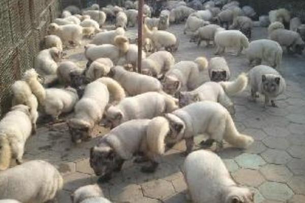 貉子飼料有哪些？