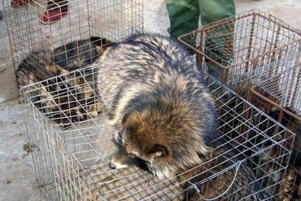 貉子飼料有哪些？