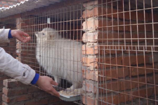 貉子飼料有哪些？