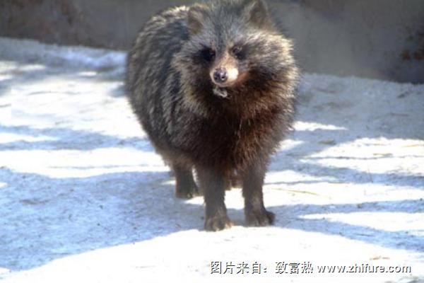 貉子皮毛市場價格