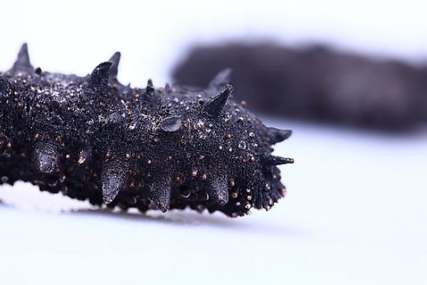 海參怎么吃最有營養?